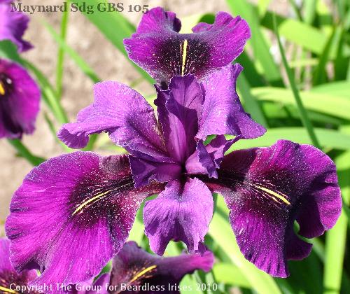 Maynard Sdg GBS 105 (2)